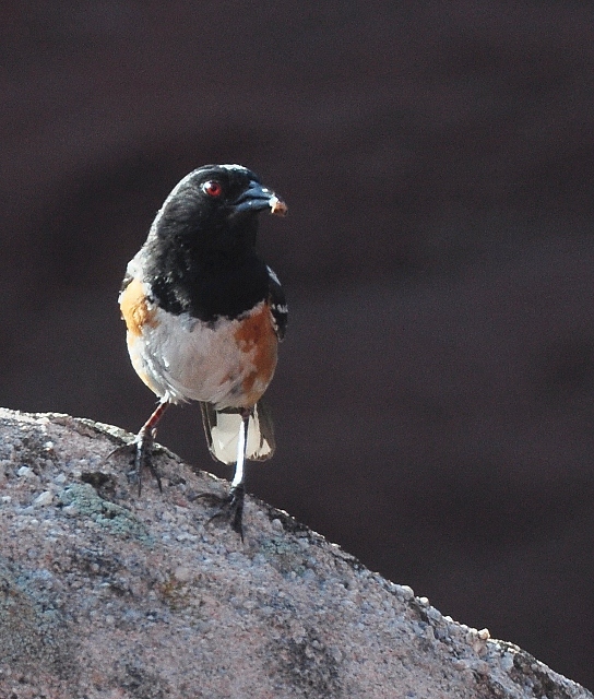 a Spotted Towhee